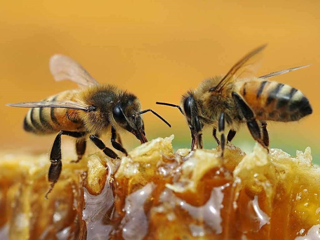 Bees and Honeycomb